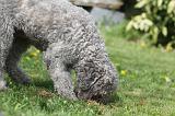LAGOTTO CAVAGE 058